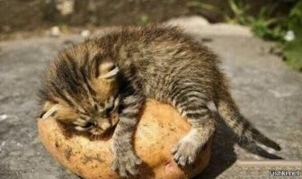 Этот бродячий котенок сам выбрал себе Человека и не дал ему уйти!