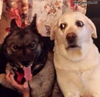 Веселые снимки с конкурса Comedy Pet Photography Awards 2020