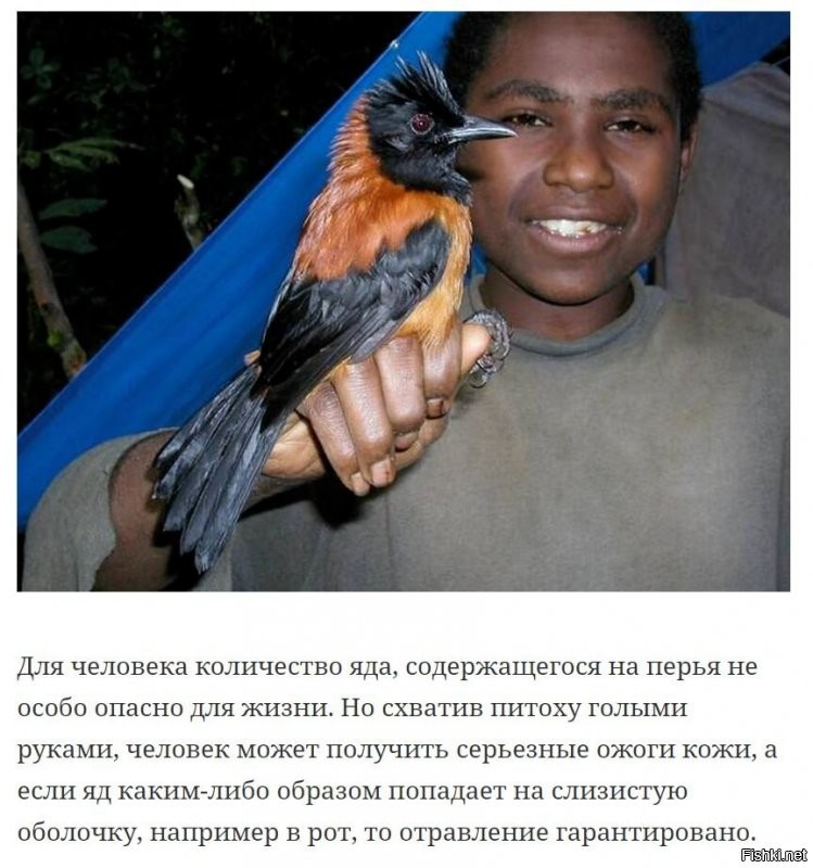 Эта птичка полностью пропитана ядом – батрахотоксином, который вызывает нарушение сердечного ритма и разрозненное и нескоординированное сокращение мышечных волокн сердечной мышцы (фибриляцию).
Он содержится везде   в перьях, на коже и даже во внутренних органах. Помимо этой птички, аналогичный яд в качестве защиты используют лягушки-древолазы, обитающие в Южной Америке, но в отличие от них его концентрация в теле птицы значительно ниже.
Но человеку везет больше, чем более мелким животным. Последним, после пробы этой птички на «зуб», грозит смерть, причем очень быстрая, буквально за считанные минуты. По подсчетам, общее количество яда, содержащегося в птичке, хватит на то, чтобы убить около 800 мышей.
Питоку питается маленьким, но очень ядовитым жучком Choresine pulchra, который как раз и содержит в себе этот яд. У самой птички уже давным-давно выработался иммунитет к этому яду, поэтому для нее он совершенно безвреден.