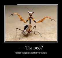 Богомолы - хищные эльфы природы