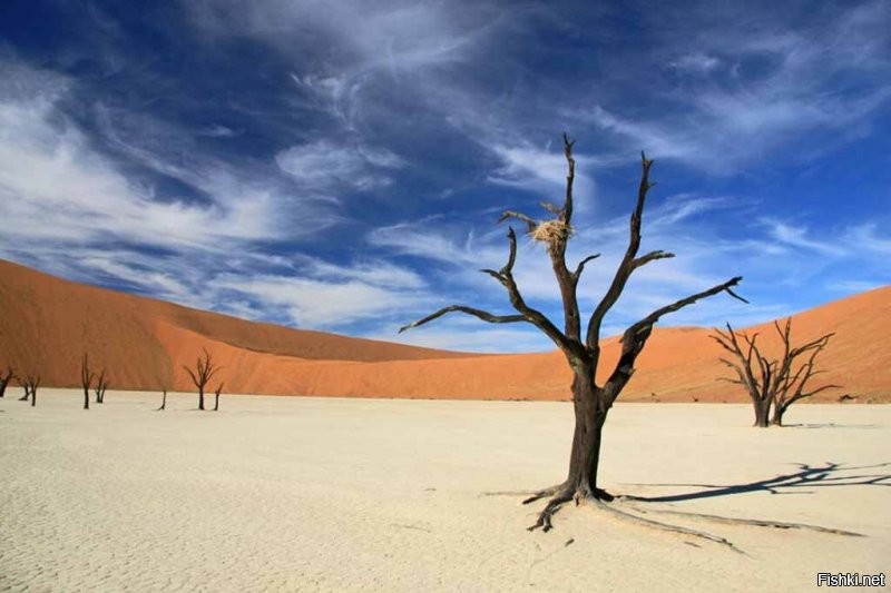 Мертвый лес пустыни Намиб. 
Удивительно, что о нем ни слова.