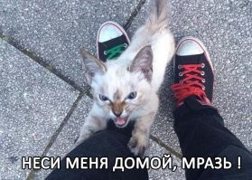 Этот бродячий котенок сам выбрал себе Человека и не дал ему уйти!