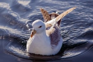 Это Глупы ш (лат. Fulmarus glacialis)   вид птиц из семейства буревестниковых. Название получил за свою доверчивость, глупыш почти не боится человека.