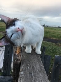 Веселые снимки с конкурса Comedy Pet Photography Awards 2020