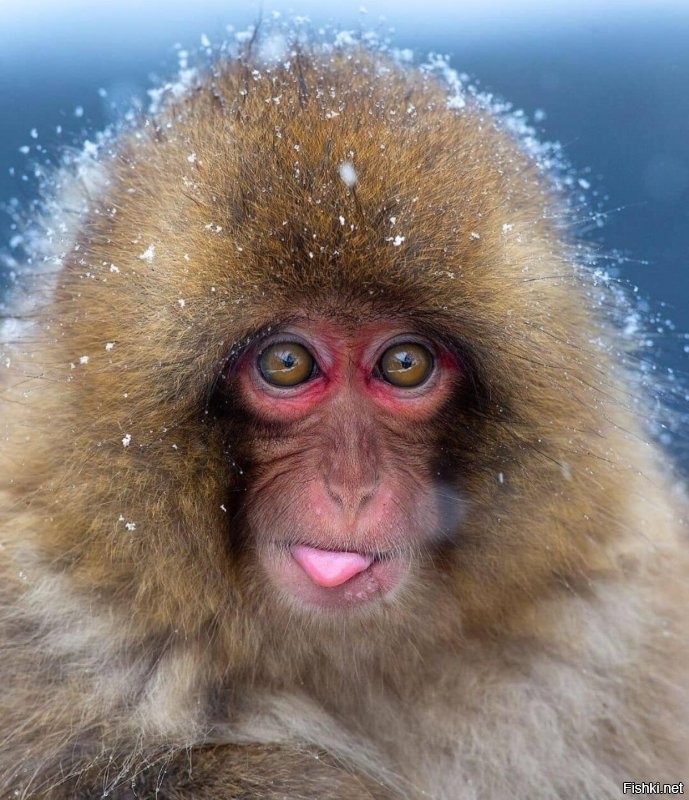 Солянка от 18.08.2020