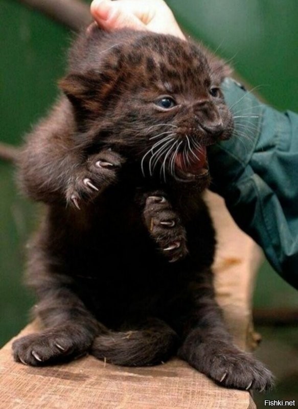 Солянка от 18.08.2020