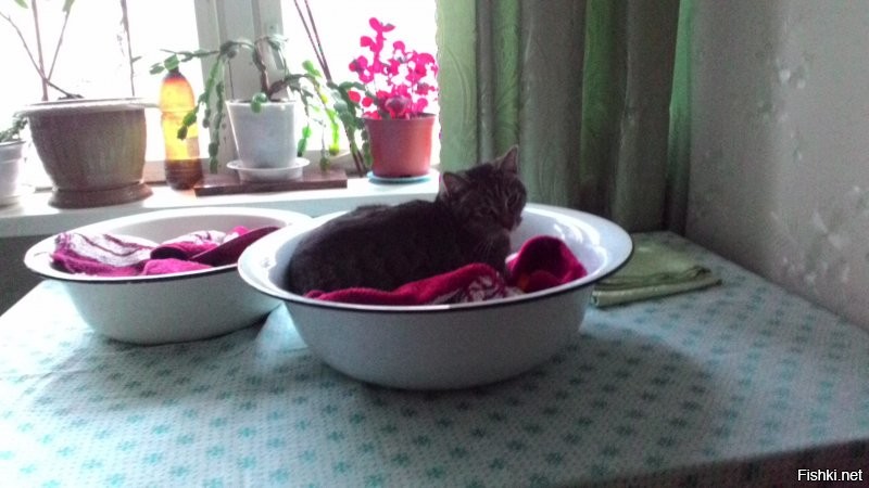 А у меня- ДУРИЩА!