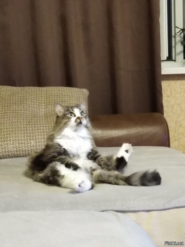 Не, у меня самый лучший кот!