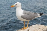 Всё проще. Это Морская чайка, или Larus marinus, в народе Баклан (не баклан). Наглые птицы. Но этот судя по всему, был часто в руках людей еще птенцом, по этому не боится.