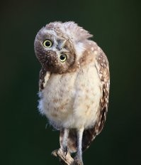 Ловля сазана на реке Или с неожиданным финалом