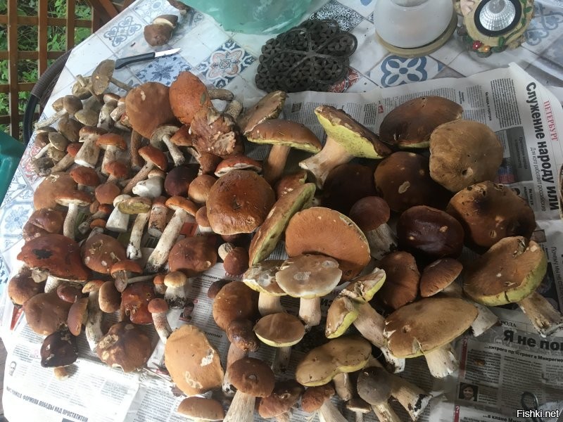 Солянка от 19.08.2020