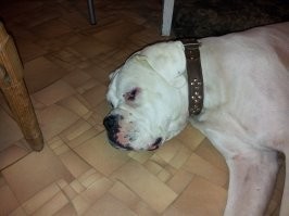 Вот мой красавчик. 4 года уже, как нет с нами. Немецкий боксер. Даже команды по-немецки понимал.