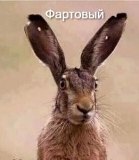 Чернохвостый заяц: Венозный эхолокатор. Как живут зайцы с огромными ушами-радарами?