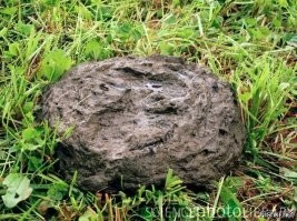 А вот липкая мина, детства.