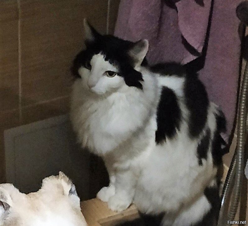 Навый кот? А вот эта куда делась?