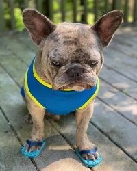 Седой француз в тапках напомнил)))