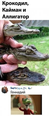 Крокодил, гавиал, кайман