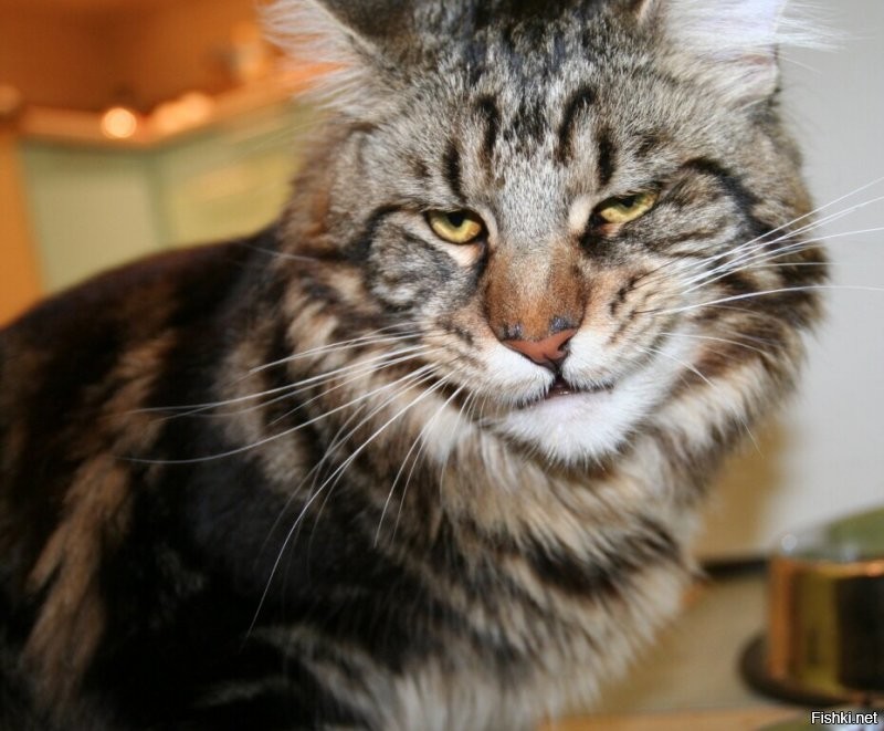 Солянка от 21.08.2020