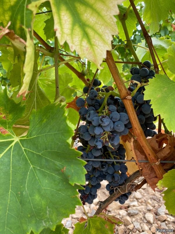 узнаёте этого мощного, седого старика