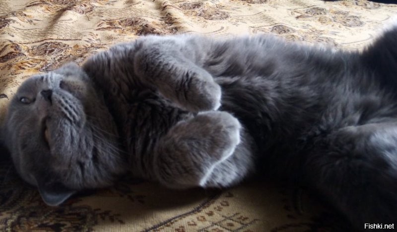 Солянка от 21.08.2020