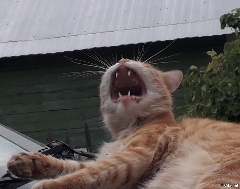 Солянка от 21.08.2020