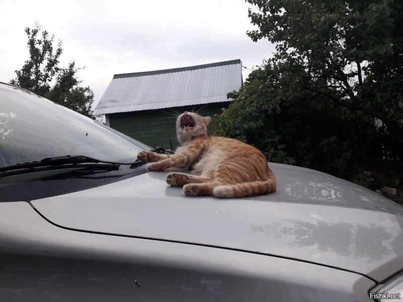 Это мой кот на даче Жорик. Он на всё клал.