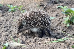 На даче подкармливаем кошек. Как начинает темнеть приходят ёжики и доедают весь сухой корм. На фото мелкое отстало от мамки и других ёжиков.