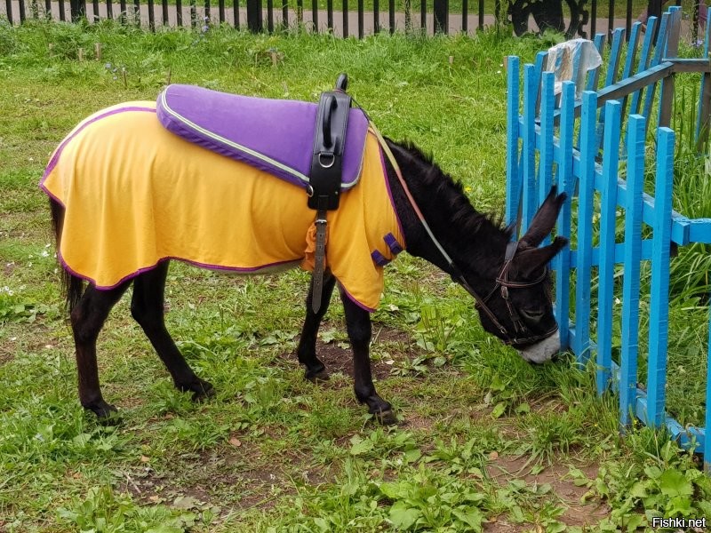 Всем настроения и бобра