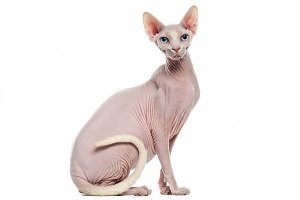 Нектарин-животное