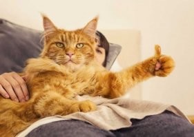 Идеально, молодцы!!!