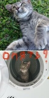 Трогательные истории о том, как кошки вернулись к хозяевам спустя годы