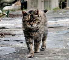 Не зассал и подкатил. У каракалицы шансов не было...