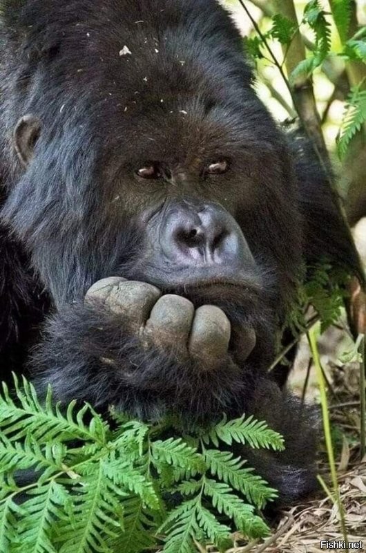 Похер, делай чо Хошь