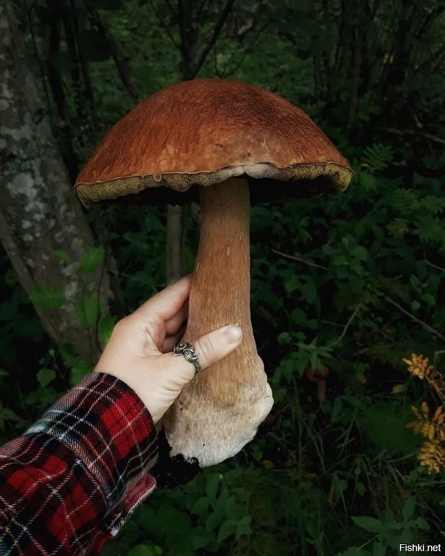 Солянка от 22.08.2020