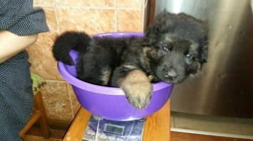 15 очаровательных щенков немецкой овчарки