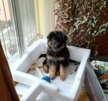 15 очаровательных щенков немецкой овчарки