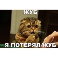 Посмотрите, как тигренок отреагировал на удаление зуба