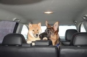 обажаю немецких овчарок, порода хоть и в кризисе сейчас, но все равно, лучшая. 
фотки моего ушатого свиндихрюнделя - в приложении))