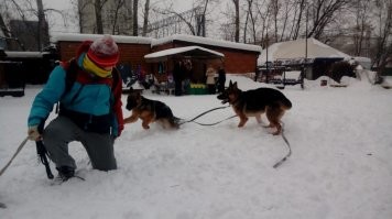 обажаю немецких овчарок, порода хоть и в кризисе сейчас, но все равно, лучшая. 
фотки моего ушатого свиндихрюнделя - в приложении))