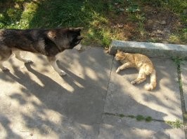 У нас тоже с соседским котиком вначале "трения" были, но сейчас - всё хорошо.
Да и зачем ему нужна была эта кисточка на хвосте?