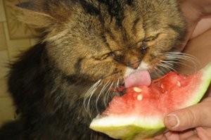 Прикольные и смешные картинки