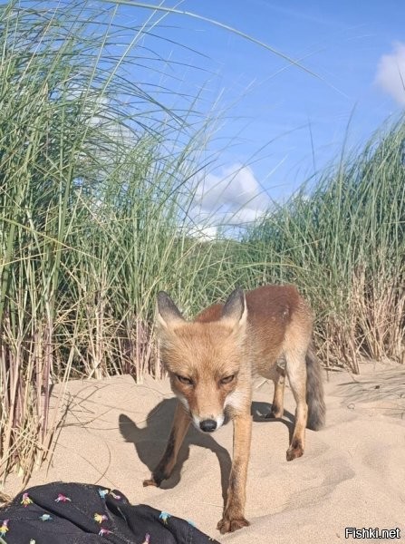 в Нидерландах даже лисы с убитыми глазами