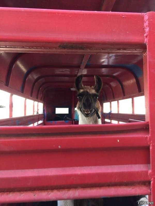 Тебе чего, приятель