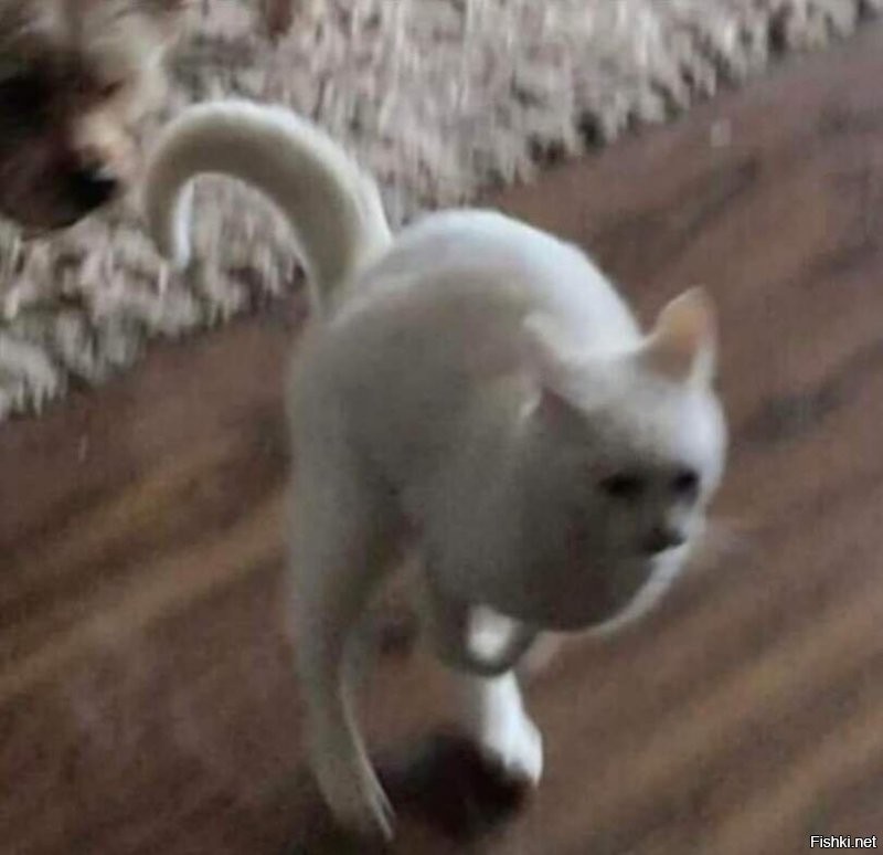 А кто сможет сфотать кота в прыжке