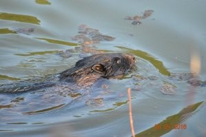 Лис конечно нет, но, в Тушино, в Москве, полно всякой живности. У нас прям у подъезда есть белки. Недавно приплод случился))) теперь у нас перед окнами гоняет куча бельчат))) А если перейти канал и зайти в парк "Покровское Стрешнево" там даже вон кто есть