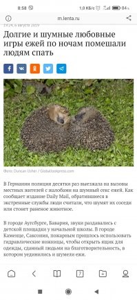Почему никогда нельзя брать ежа из леса?