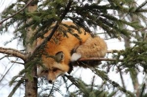 Сыр пошел на дессерт. На обед пошла ворона