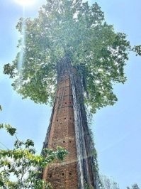 Не знаю что за растение на фото, но Великий баньян находится в единственном экземпляре в Индии в ботаническом саду, поэтому и называется "Великий", потому как у него самая большая по площади крона(выглядит как целая роща, но это одно дерево)