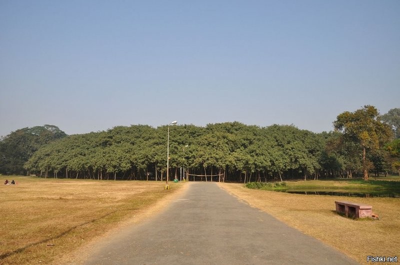 Не знаю что за растение на фото, но Великий баньян находится в единственном экземпляре в Индии в ботаническом саду, поэтому и называется "Великий", потому как у него самая большая по площади крона(выглядит как целая роща, но это одно дерево)