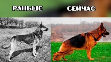 Селекционеры вывели много нежизнеспособный пород. А овчарку немецкую изуродовали.